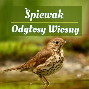 Śpiewak - Odgłosy Wiosny