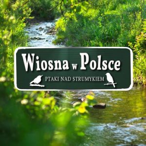 Wiosna w Polsce - Ptaki nad strumykiem